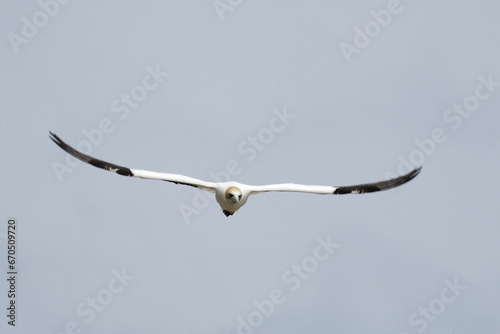 Australasian Gannet in a flight on a sea shore photo