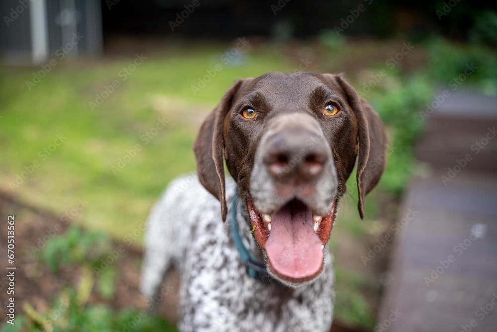 close up of a german shorthaired pointer pedigree purebred looking at the camera. gsp puppy dog