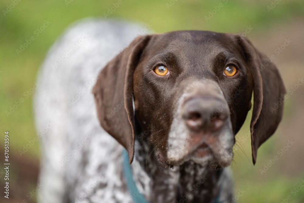 close up of a german shorthaired pointer pedigree purebred looking at the camera. gsp puppy dog