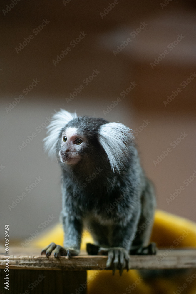 Close-up of marmoset monkey sitting on wood