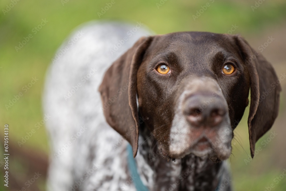 close up of a german shorthaired pointer pedigree purebred looking at the camera. gsp puppy dog