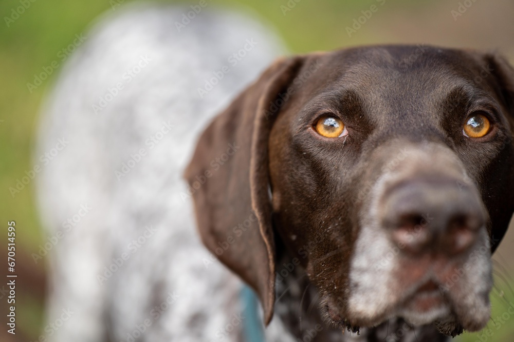 close up of a german shorthaired pointer pedigree purebred looking at the camera. gsp puppy dog