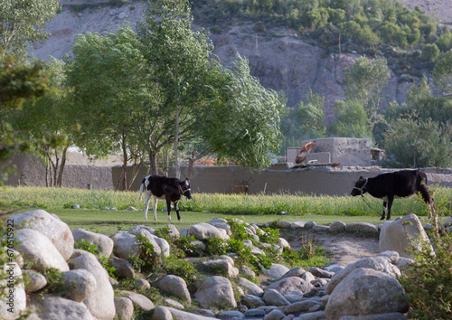 Afghan boy taking care of cows in a field, Badakhshan province, Khandood, Afghanistan photo