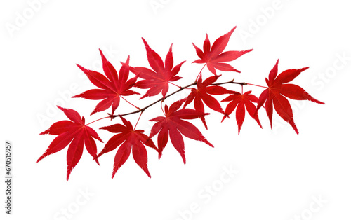 Graceful Japanese Maple Tree Foliage on isolated background