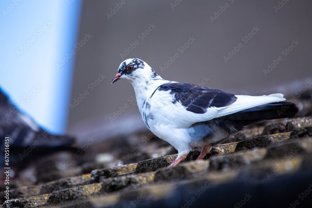 Rock Pigeon (Columba livia) Spotted in Dublin, Ireland.Rock Pigeon (Columba livia) Spotted Outdoors.. Rock Pigeon (Columba livia) Spotted in Dublin, Ireland.Rock Pigeon (Columba livia) Spotted Outdoors..