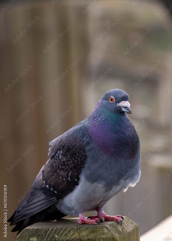 Rock Pigeon (Columba livia) Spotted in Dublin, Ireland.Rock Pigeon (Columba livia) Spotted Outdoors.. Rock Pigeon (Columba livia) Spotted in Dublin, Ireland.Rock Pigeon (Columba livia) Spotted Outdoors..