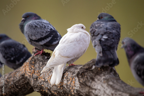 Photography Rock Pigeon (Columba livia) Spotted in Dublin, Ireland