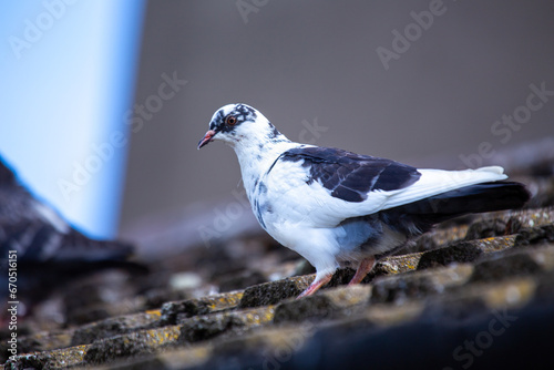 Photography Rock Pigeon (Columba livia) Spotted in Dublin, Ireland