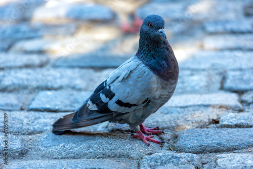 Photography Rock Pigeon (Columba livia) Spotted in Dublin, Ireland