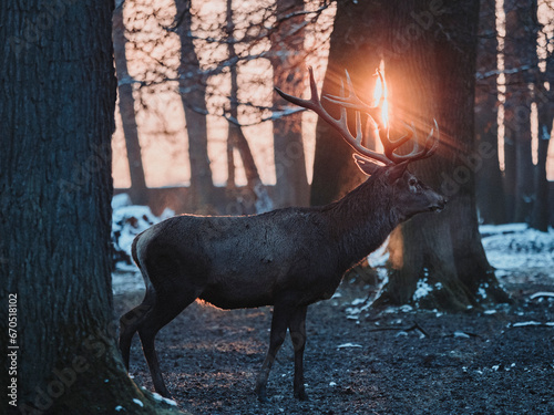 epic shot of deer with great antlers in winter woods with snow and backlight during golden hour