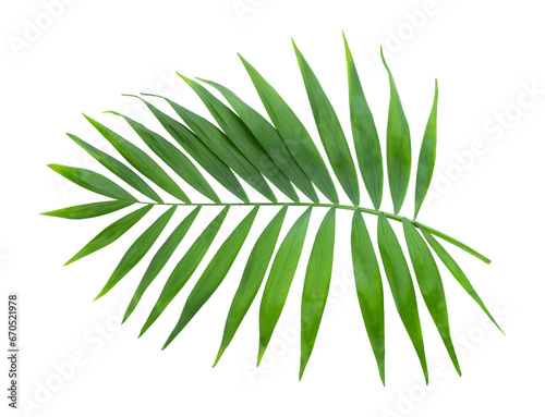 the tropical leaf isolated on white background. Ornamental palm leaf Kentia palm or Howea species	