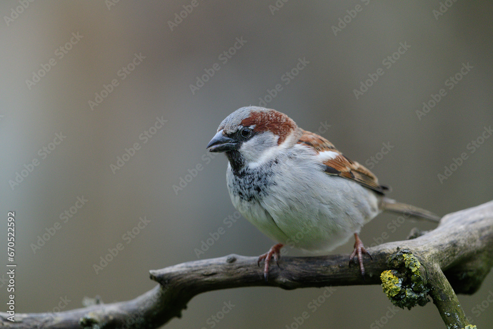 Fototapeta premium Haussperling