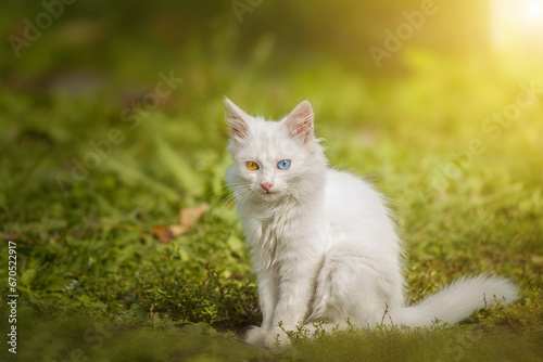 Little white kitten of british cat sitting on the grass