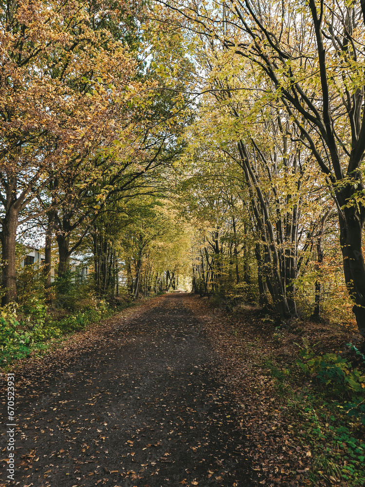 autumn, forest, path, country, fall, leaves, season, 