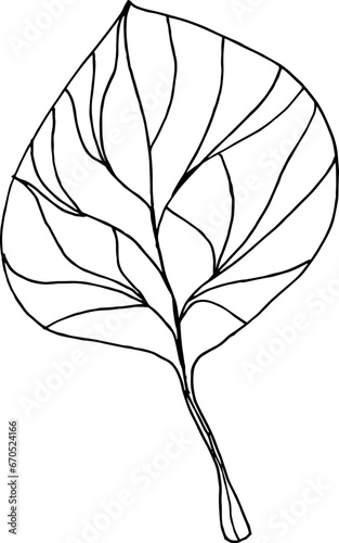 Single  plant, hand-drawn. Botanical illustration. Vector design 