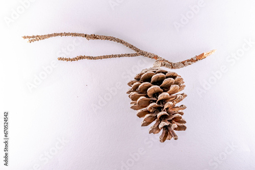 A conifer cone or pinecone or strobilus, strobili. Seed-bearing organ on gymnosperm plants. Isolated on white background close up side view with details on the scales and bracts and wooden tree branch photo
