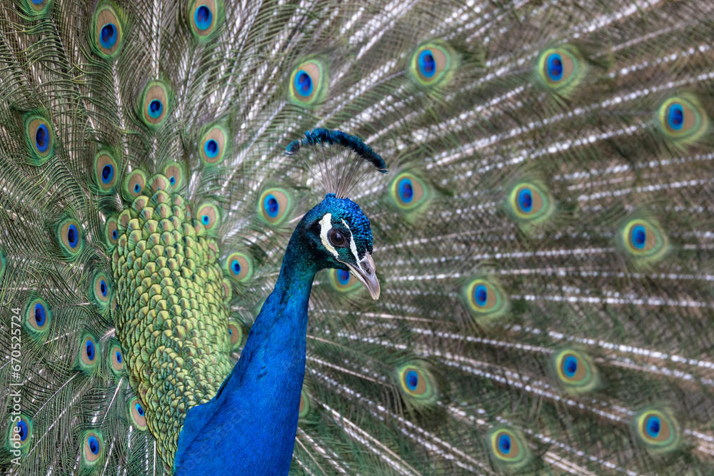 Closeup Image of a peacock dancing with its open feathers Closeup Image of a peacock dancing with its open feathers