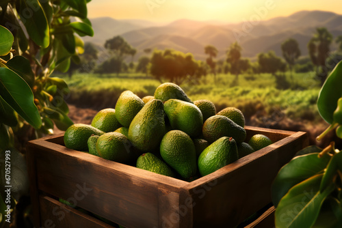 Avocado harvested in a wooden box in a field with sunset. Natural organic vegetable abundance. Agriculture  healthy and natural food concept.