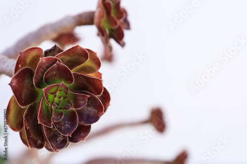 Aeonium Arboreum succulent plants under the sun photo