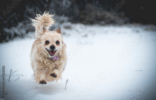 A dog in the snow
