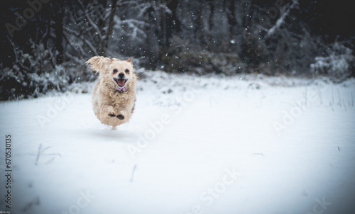 dog in snow 2
