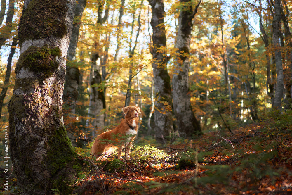 Dog in Forest, Nova Scotia Duck Tolling Retriever stands near fallen autumn leaves. backdrop with scattered trees and a sense of exploration