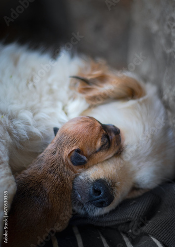 dog sleeping on the bed