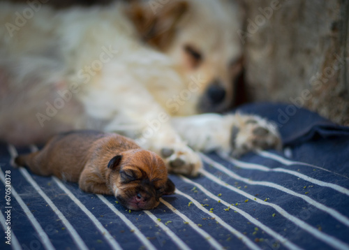 puppy sleeping