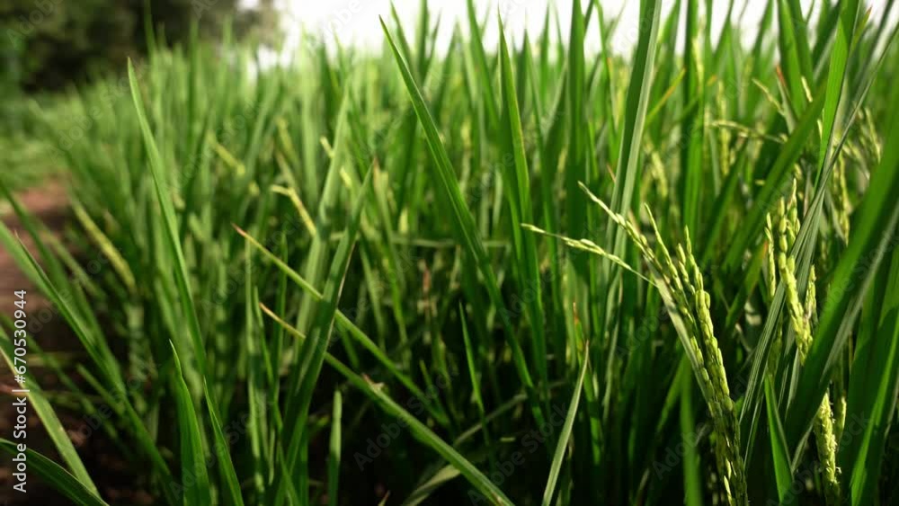 Ripe rice in the countryside farm,autumn harvest season Ripe rice in the countryside farm,autumn harvest season
