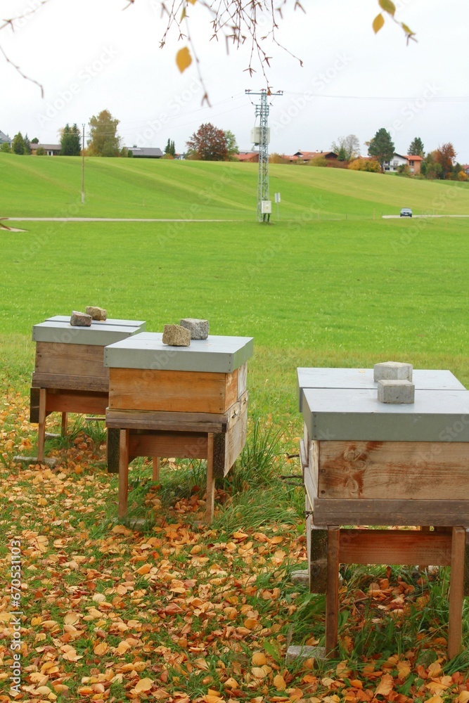 Bienenstöcke (Imkerei) in herbstlicher Landschaft, Allgäu, Bayern Bienenstöcke (Imkerei) in herbstlicher Landschaft, Allgäu, Bayern