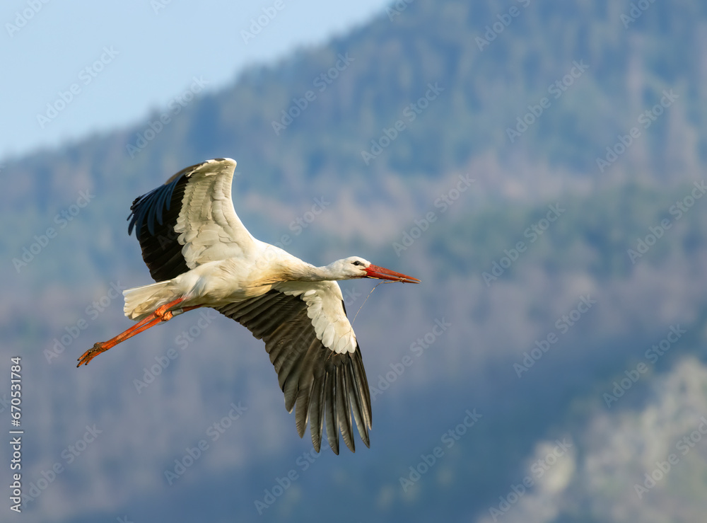 Obraz premium White stork (ciconia ciconia), early spring near Hunawihr, Alsace, France