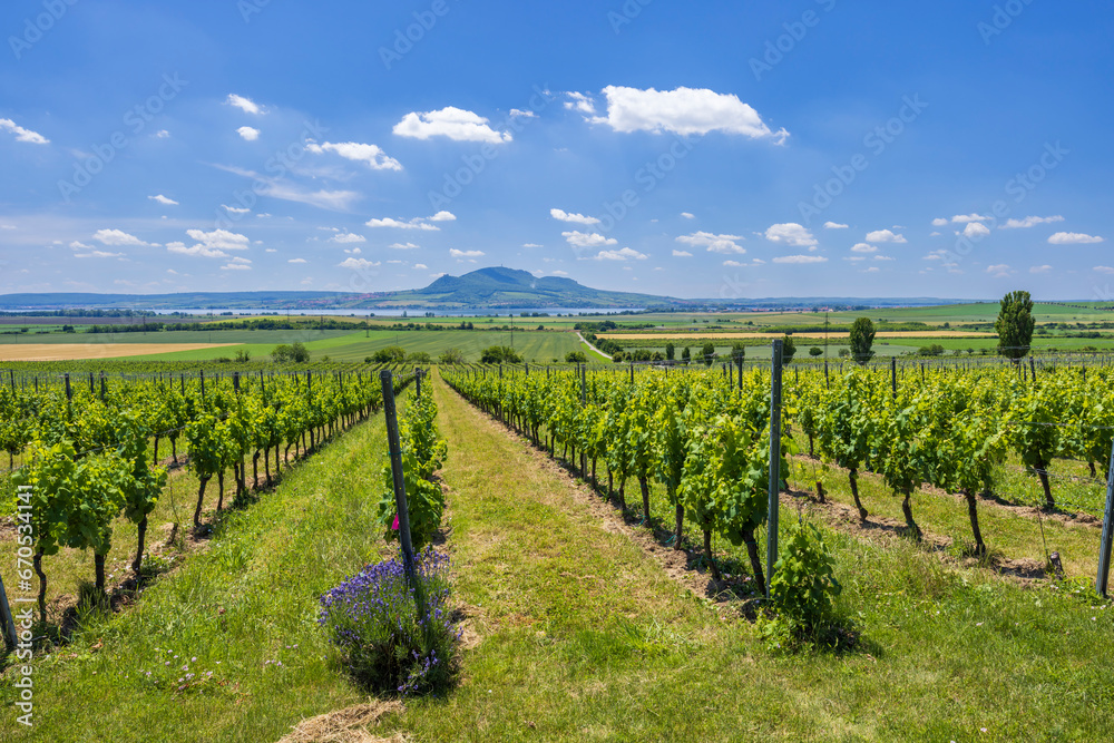 Fototapeta premium Vineyards under Palava near Sonberk, Southern Moravia, Czech Republic