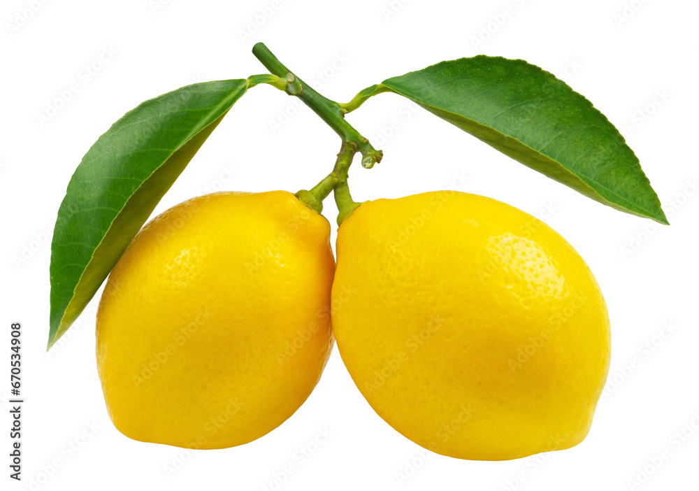 Lemon isolated. Two fresh lemons with leaves on a branch isolated on transparent background.