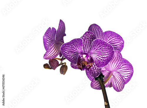 pink orchid flower isolated  on transparent background