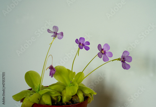 Close up of Mexican Butterwort flowering (Pinguicula)
