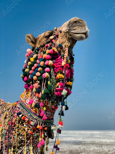Close-up of a decorated camel in the Rann of Kutch, Gujarat