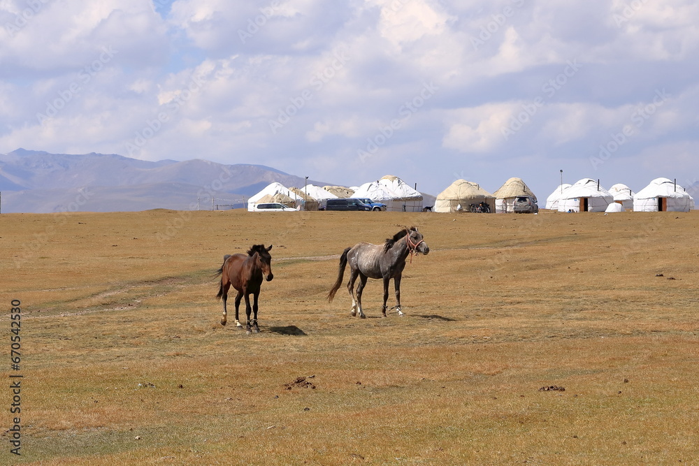 Horses, Song Kol Lake, Naryn province, Kyrgyzstan, Central Asia