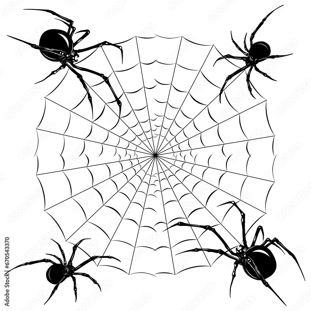 Fototapeta premium spider on web
