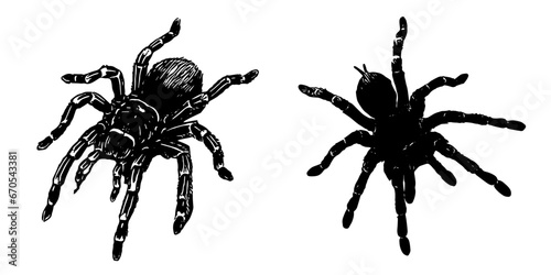 silhouette of a tarantula