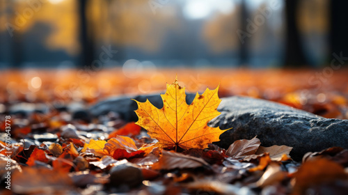 Fallen autumn leaves on the ground  award winning studio photography  professional color grading  soft shadows  no contrast  clean sharp focus  focus stacking  digital photography