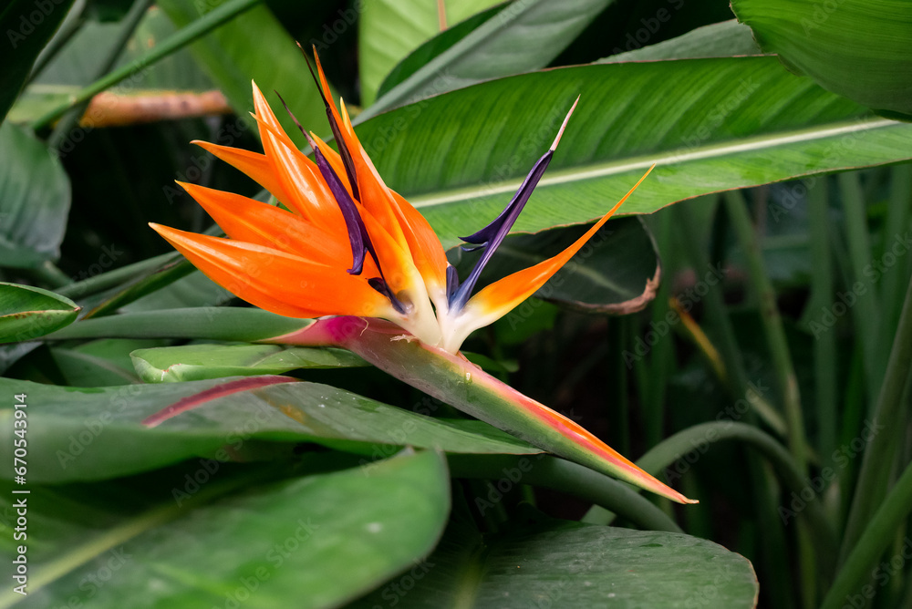 Flowering bird of paradise plant Flowering bird of paradise plant