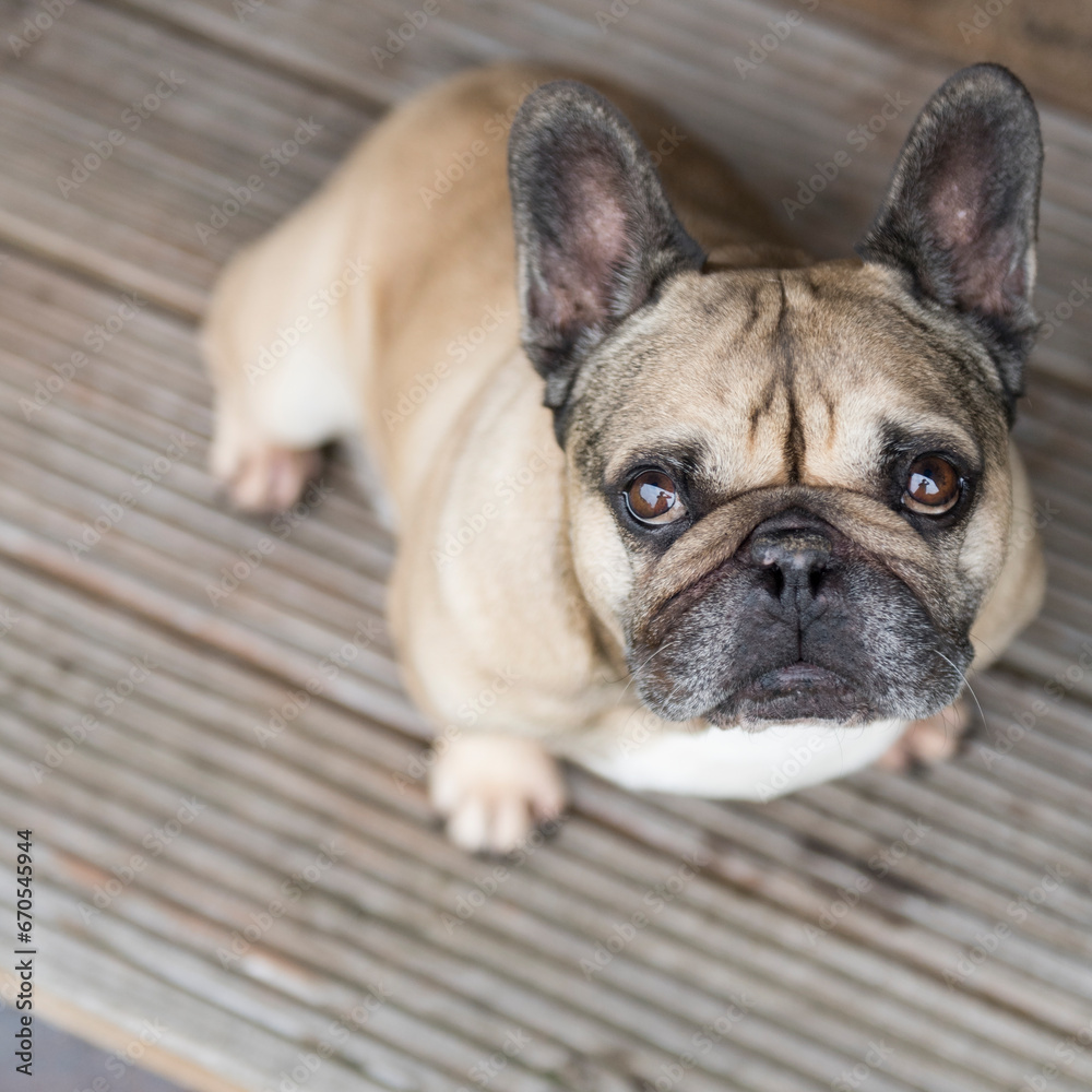 Porträt einer Französischen Bulldogge