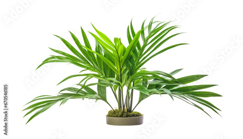 palm tree in a pot isolated on transparent background cutout