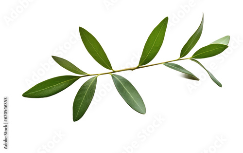 Olive Foliage Symbol of Peace Transparent PNG ©  Creative_studio