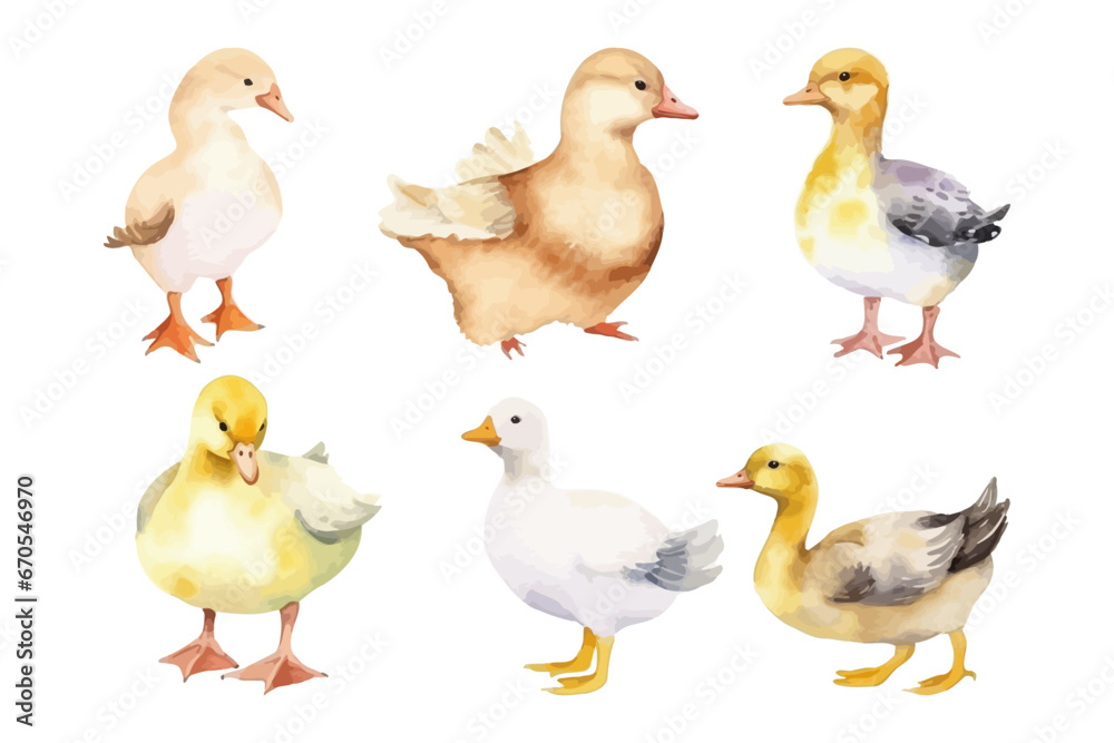 Watercolor bird collection. Duck vector illustration. Farm animal.
