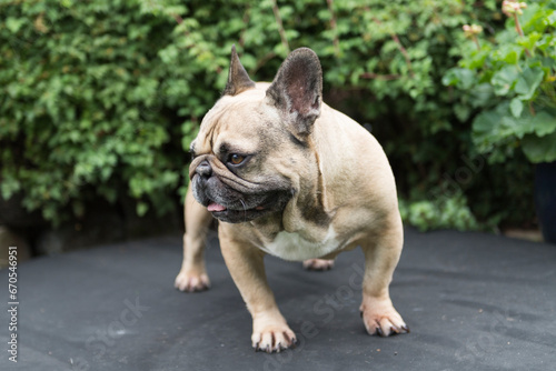 Fototapeta Naklejka Na Ścianę i Meble -  Porträt einer Französischen Bulldogge