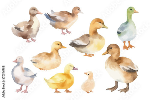 Watercolor bird collection. Duck vector illustration. Farm animal.