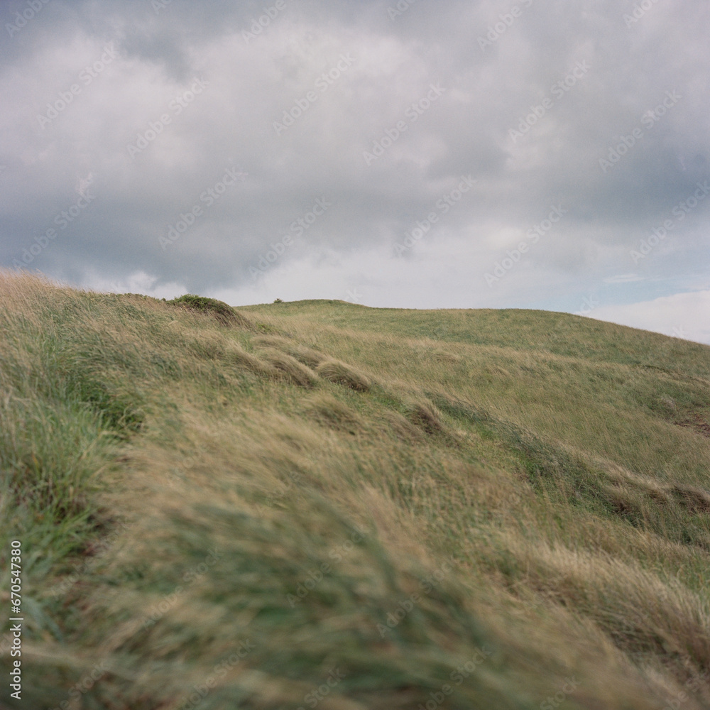 Meadow with tall grass in strong wind and cloudy wheather Meadow with tall grass in strong wind and cloudy wheather
