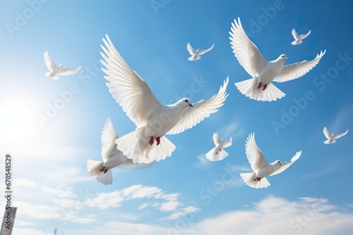 White dove in the sky, calm concept. Peace