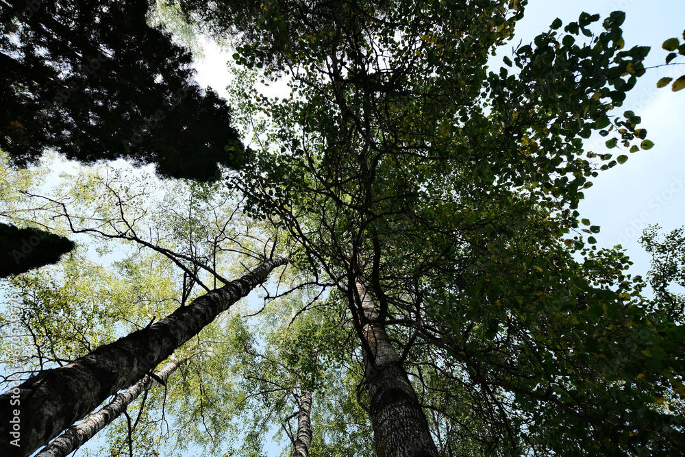 Fototapeta premium walking in deciduous forest looking to tree branches that cover all forest ground
